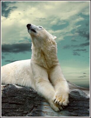 Polar Bear