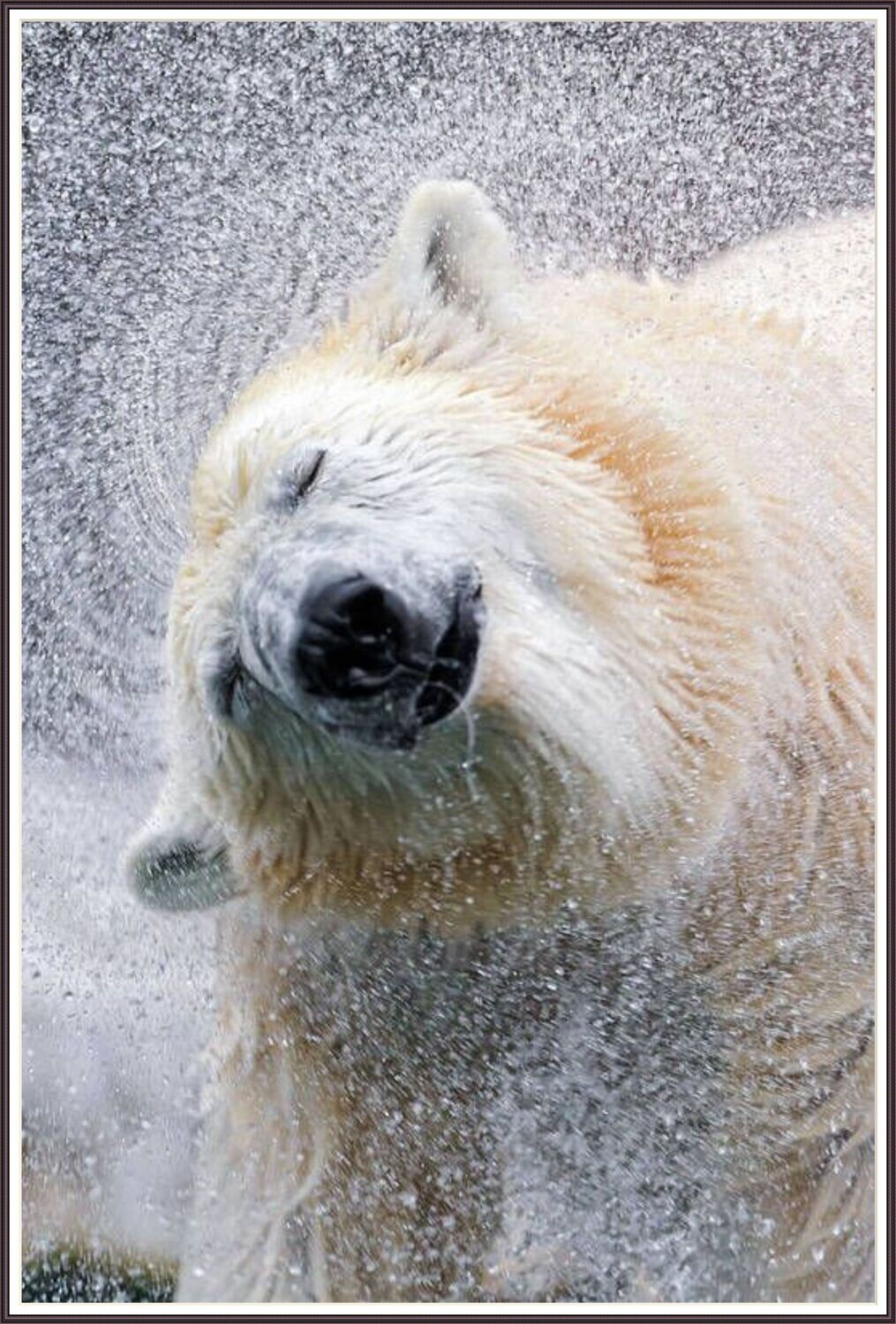 Arctic Heir