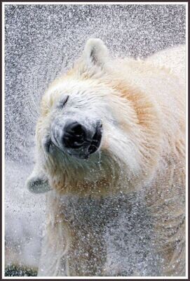 Arctic Heir