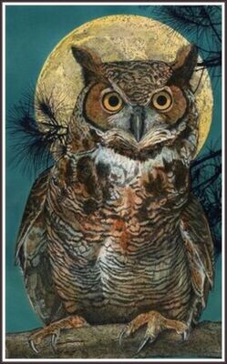 Great Horned Owl