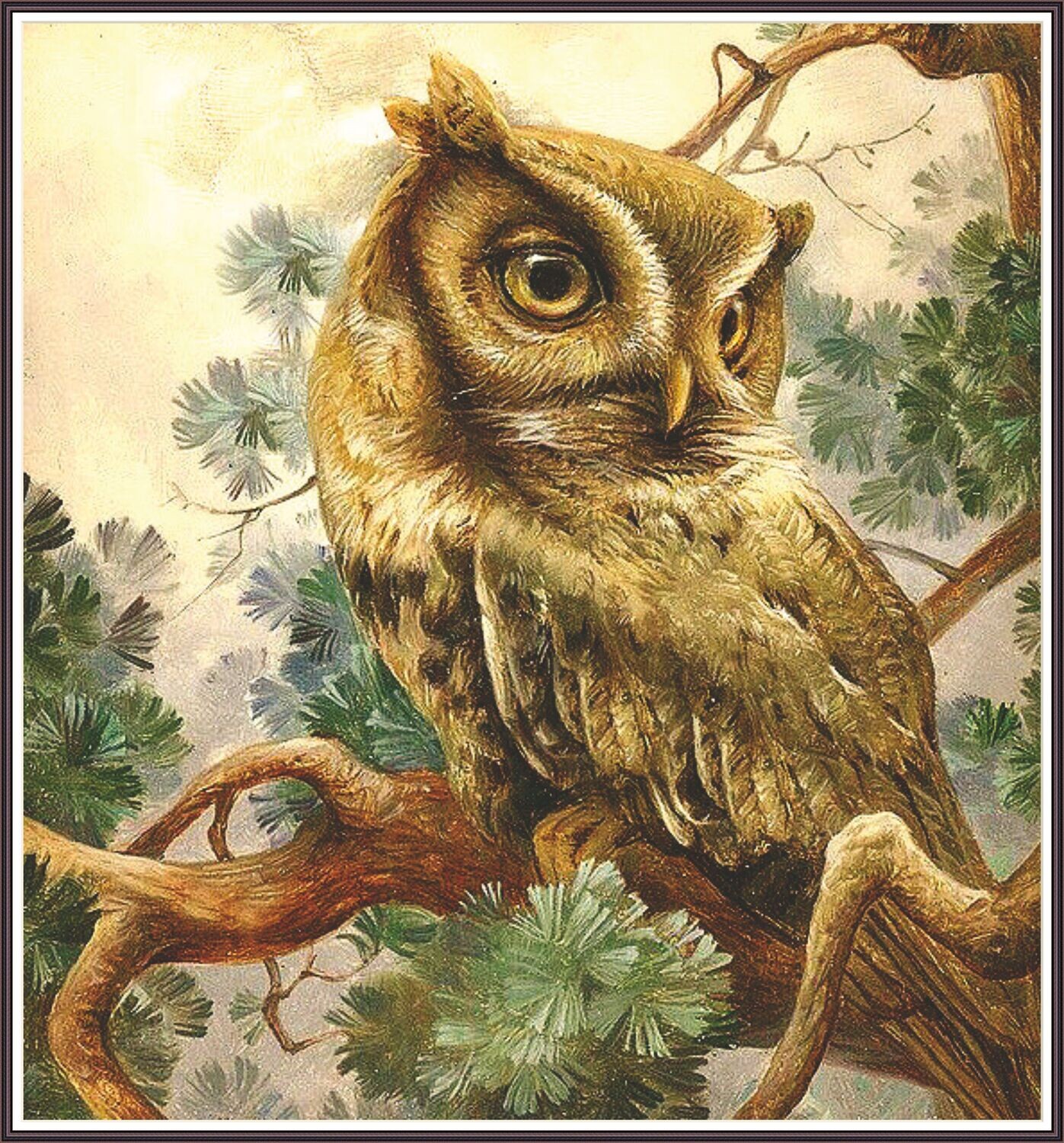 Eastern screech owl
