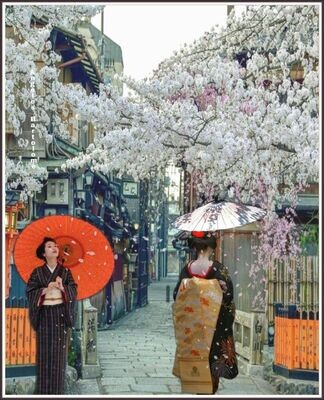 Cherry Blossom Japan