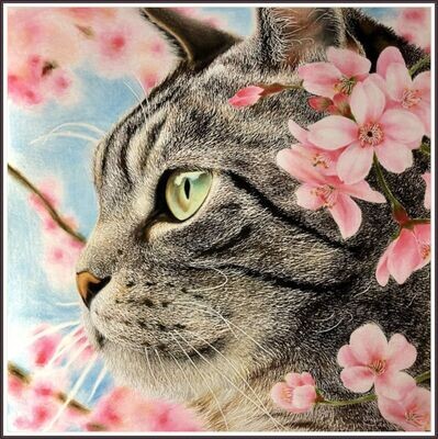 Cat and Cherry Blossom