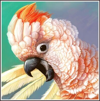 Galah Cockatoo