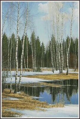Birch Trees in Spring
