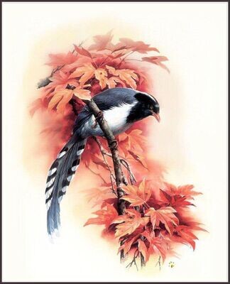 Magpie