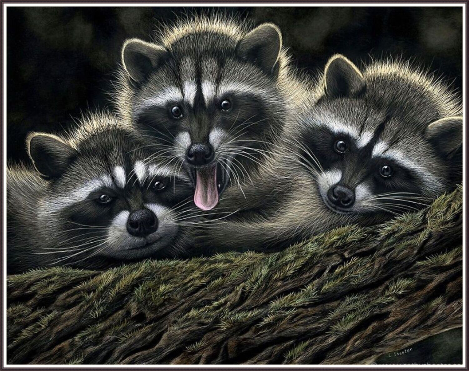 Racoon Fun