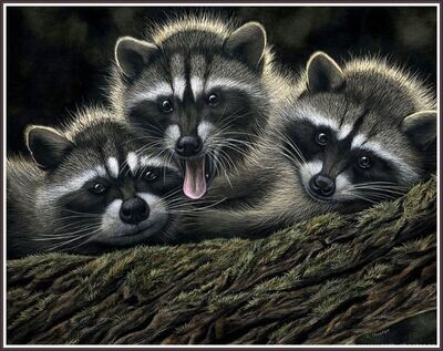 Racoon Fun