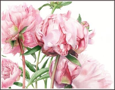 Peony Glow