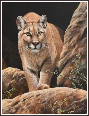 Cougar Among Rocks