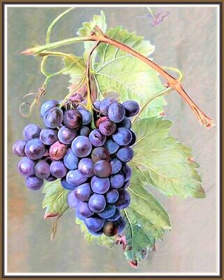 Grapevine
