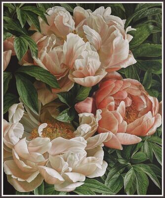Coral Peony