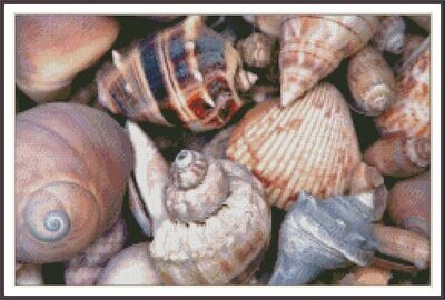 Sea shells Shore Beach