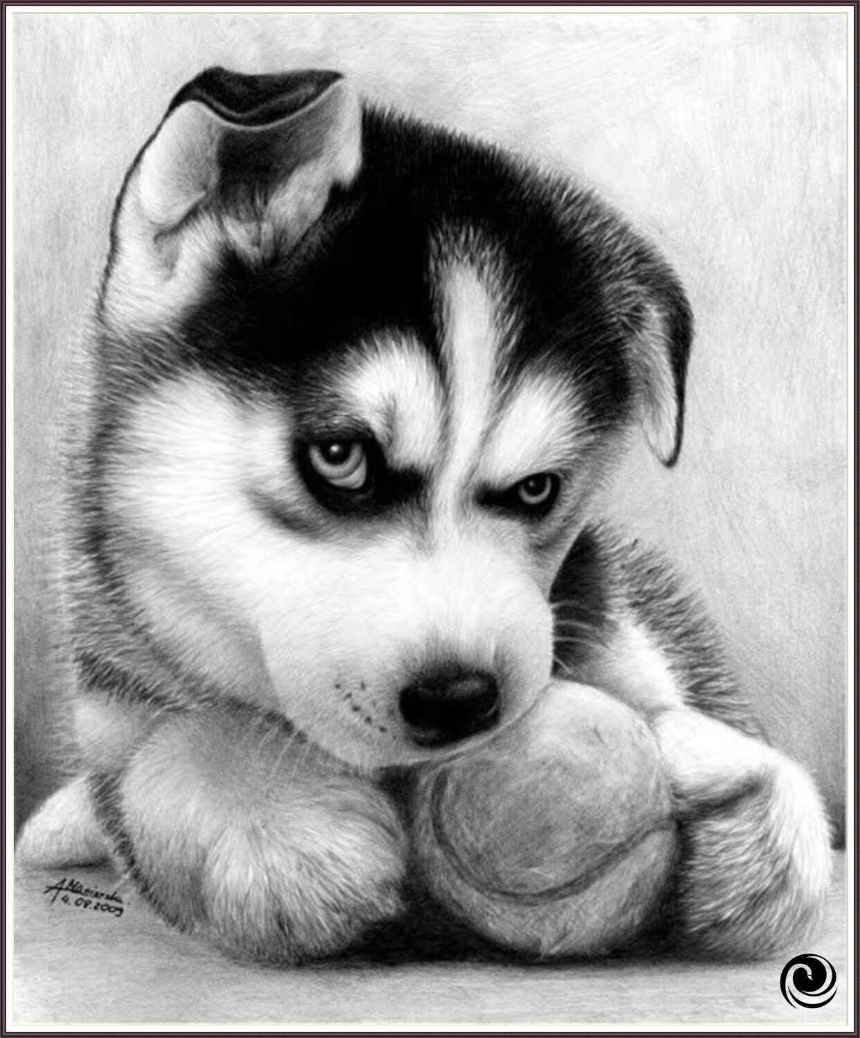 Husky Puppy