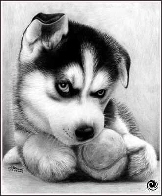 Husky Puppy