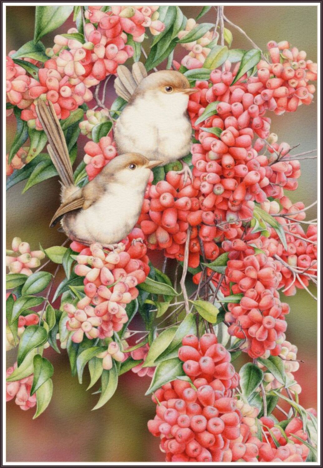 Wrens and Lilly Pilly