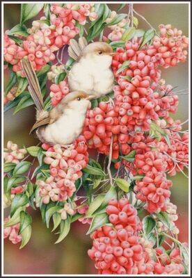 Wrens and Lilly Pilly
