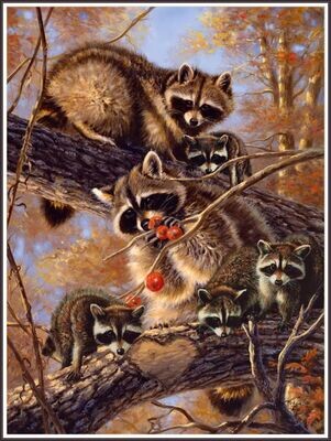 Raccoon&#39;s Family