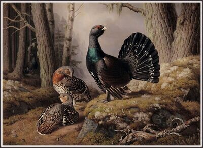Western Capercaillie
