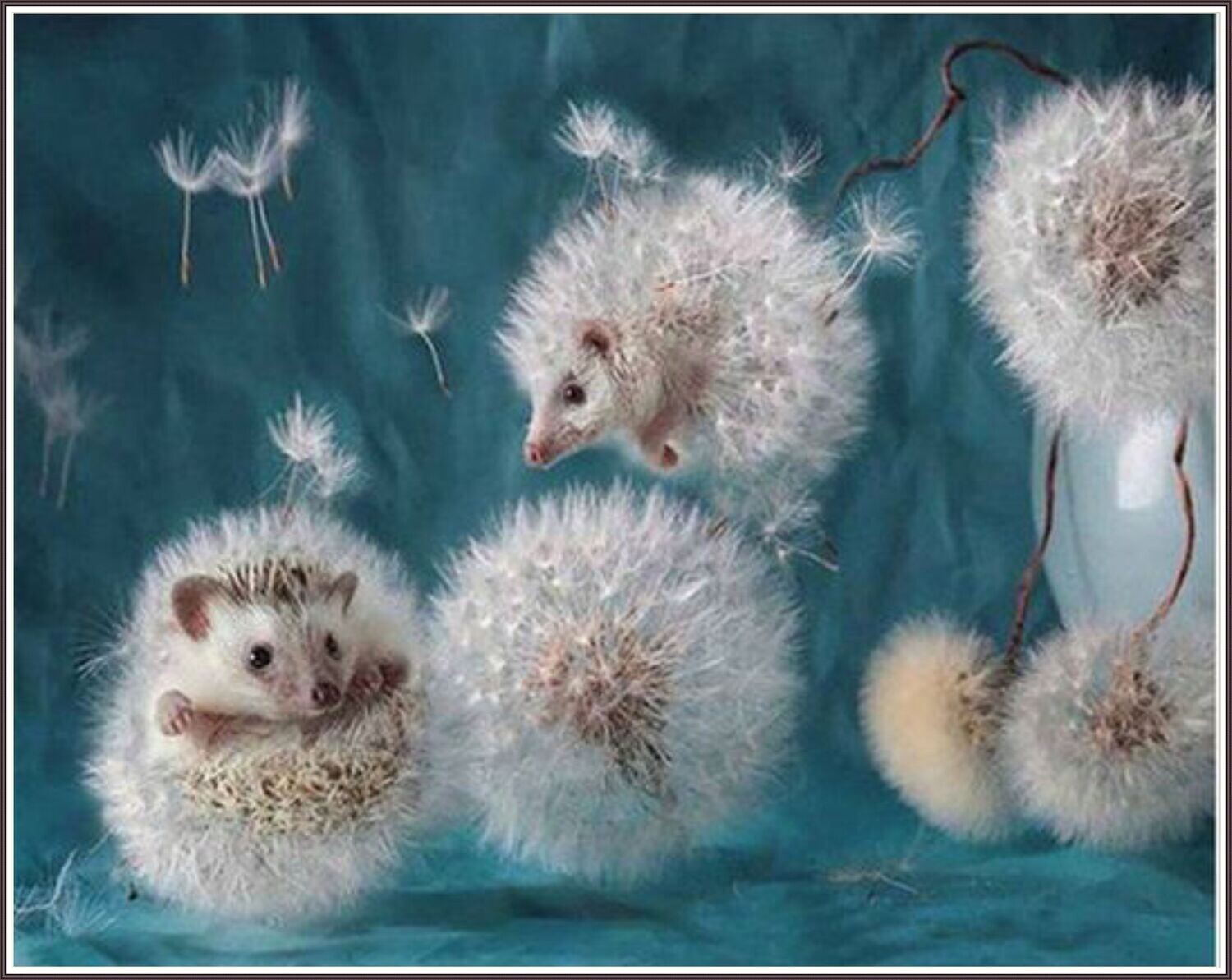 Hedgehogs VS Dandelion