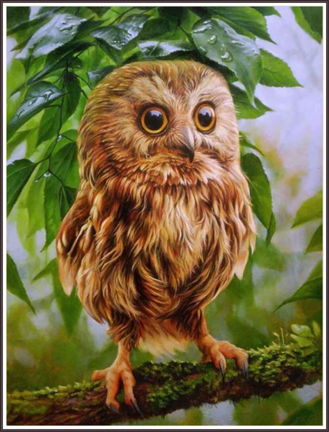 Little Red Owl