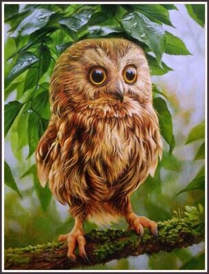 Little Red Owl