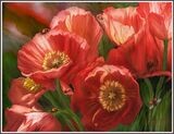 Red poppy flowers