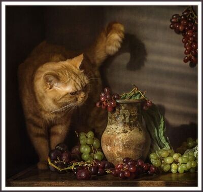 Cat and Grape