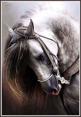 Arabian horse