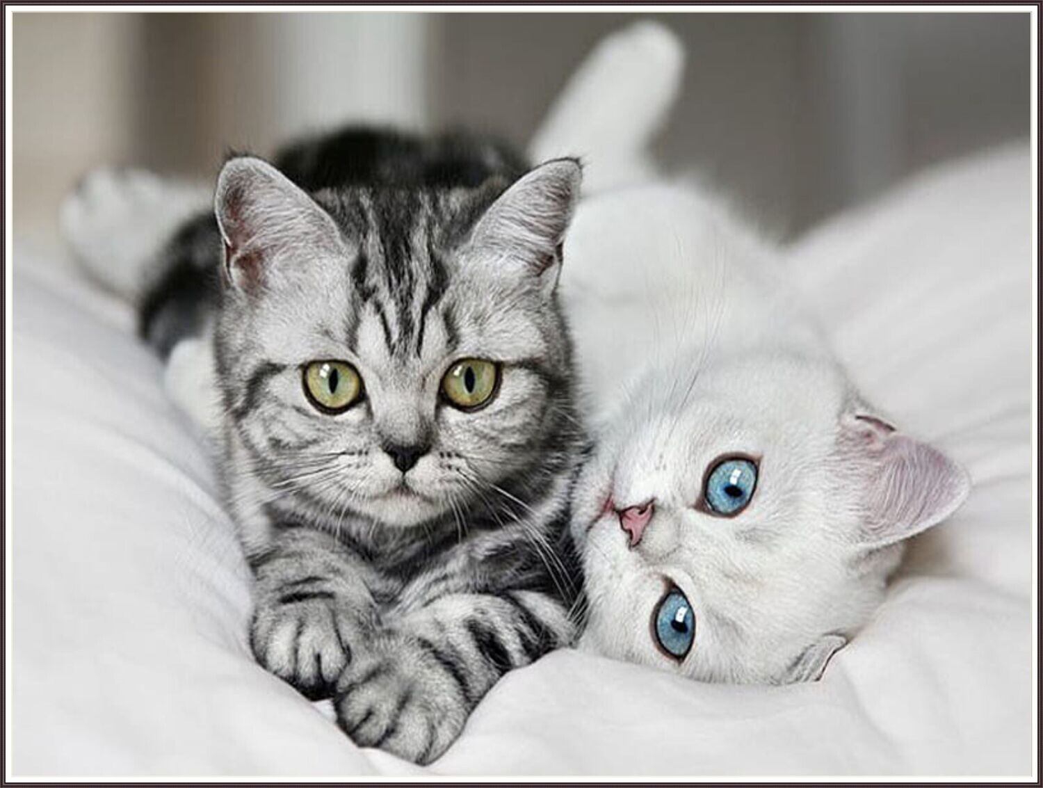 British Shorthair kittens