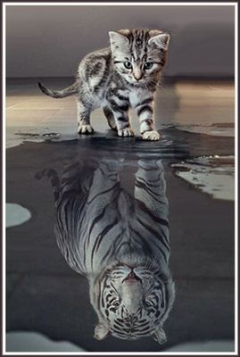 Reflection