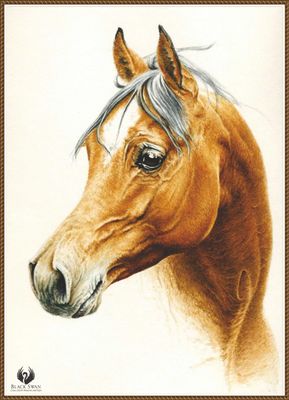 Horse
