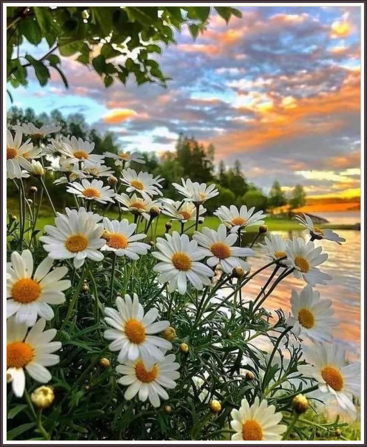 Flower Sky