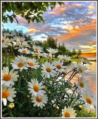 Flower Sky