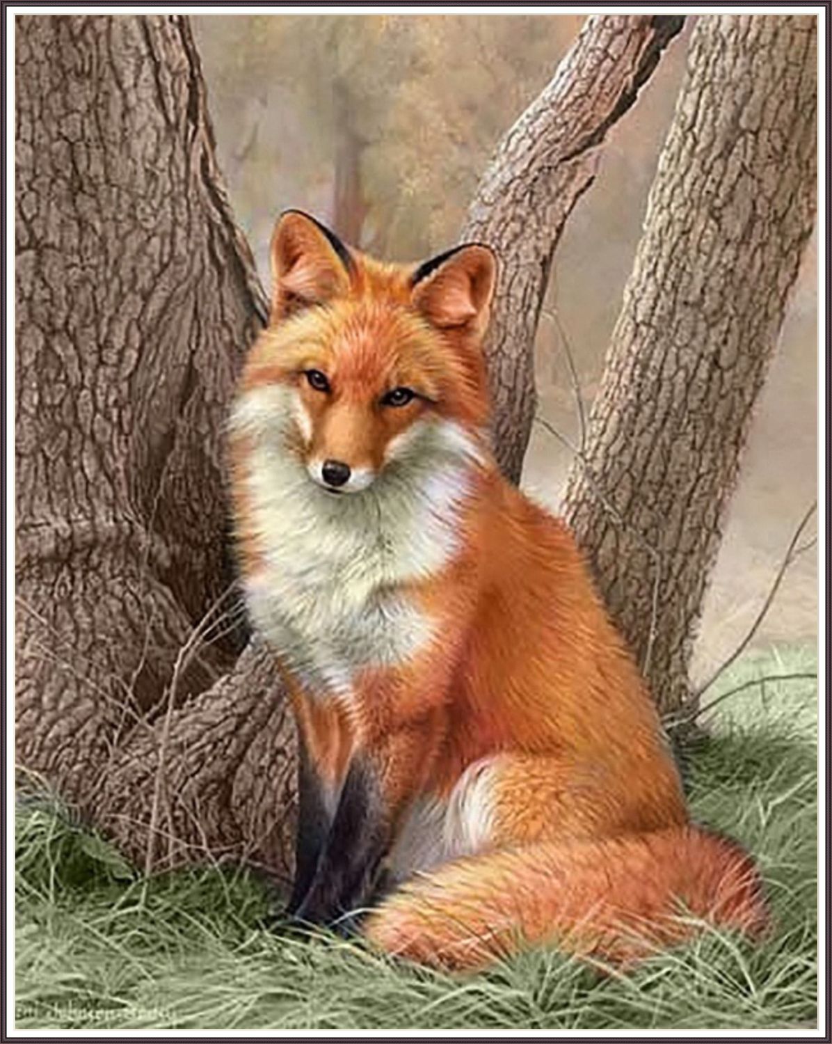 Curious Red Fox