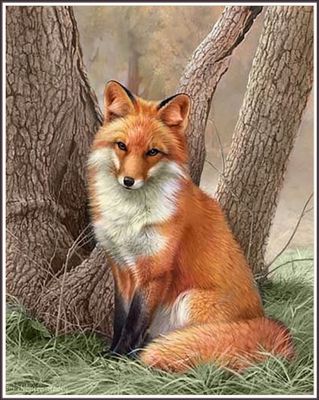Curious Red Fox