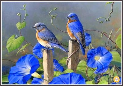 Morning Glory