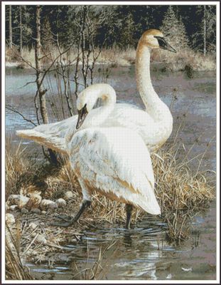 White swans