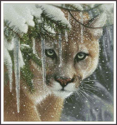 Snow Leopard