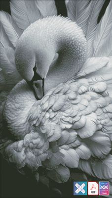 Swan