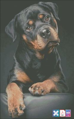 Rottweiler-Portrait