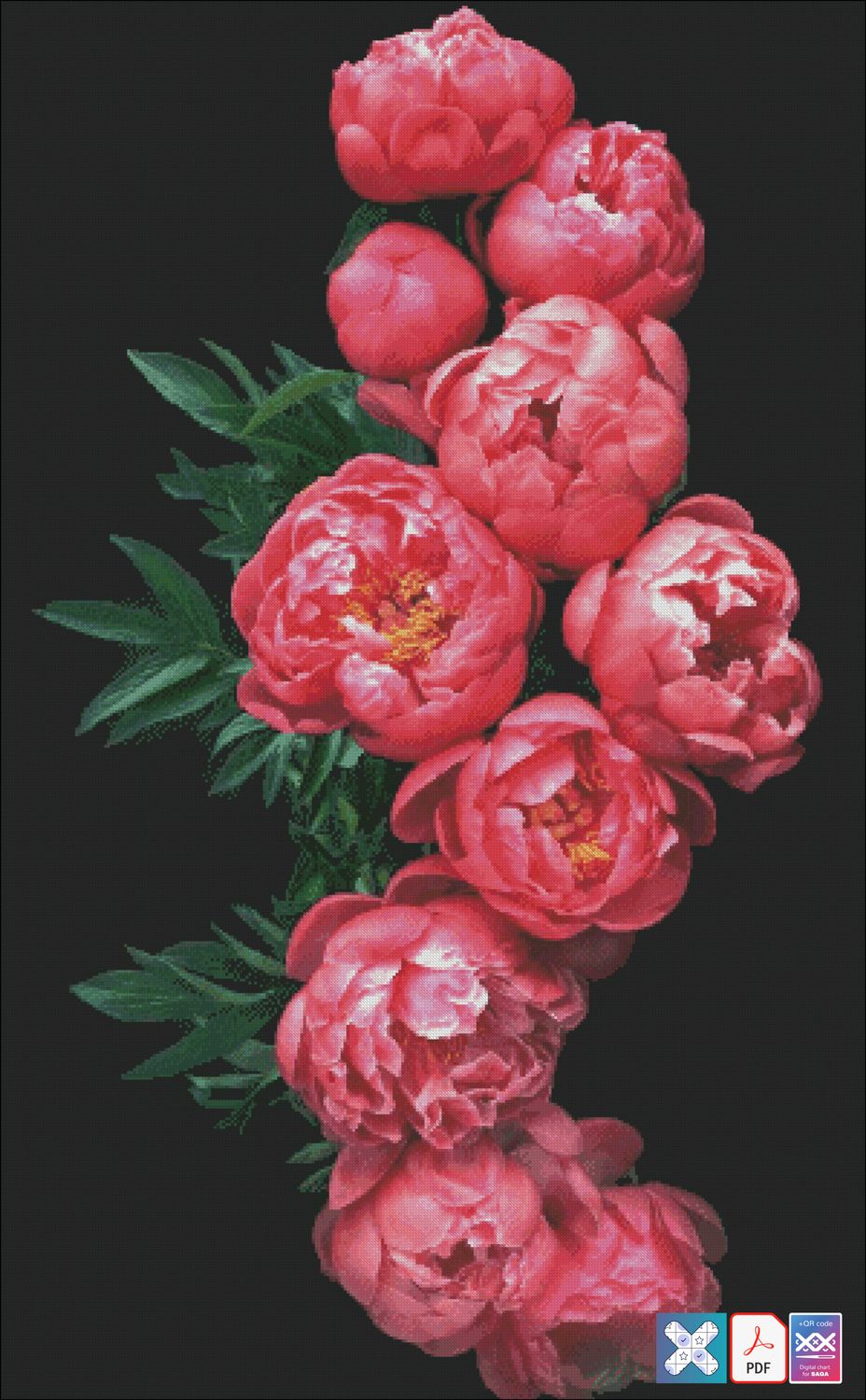 Peonies on a black