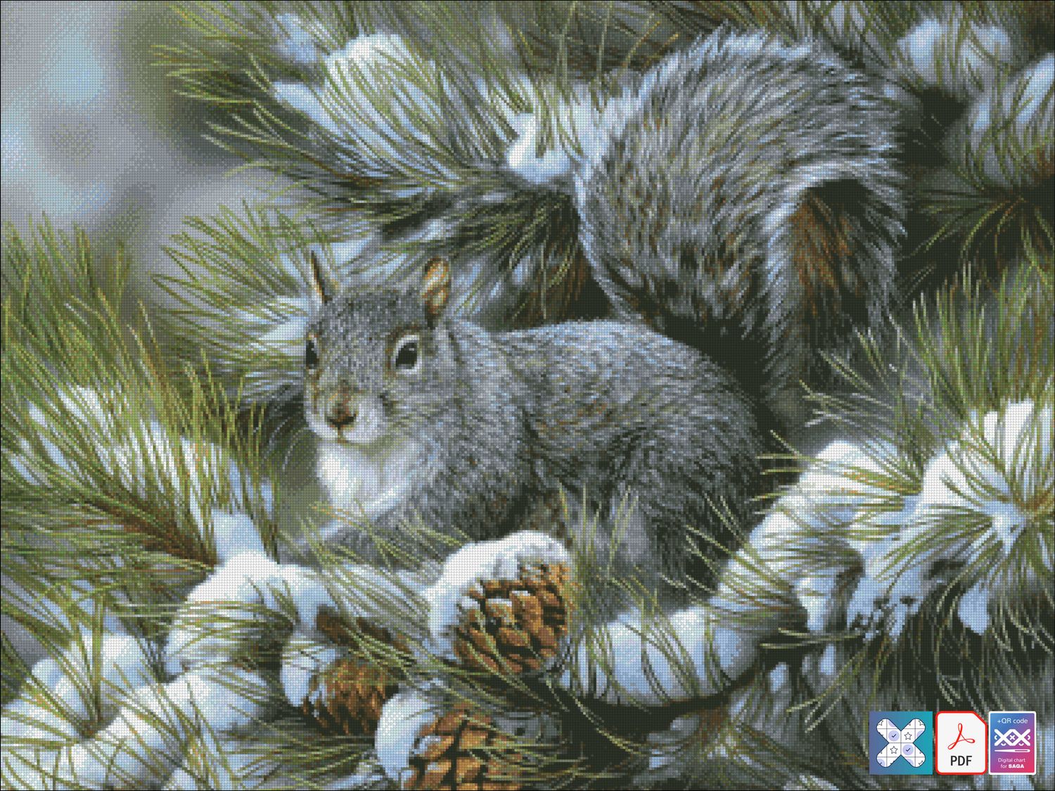 Grey Squirrel