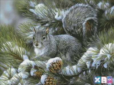 Grey Squirrel