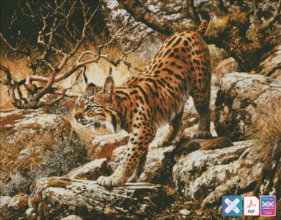 Bobcat in Tranquil Forest Bobcat in Tranquil Forest