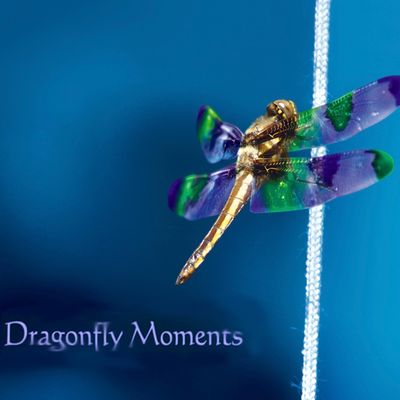 Dragonfly Music CD