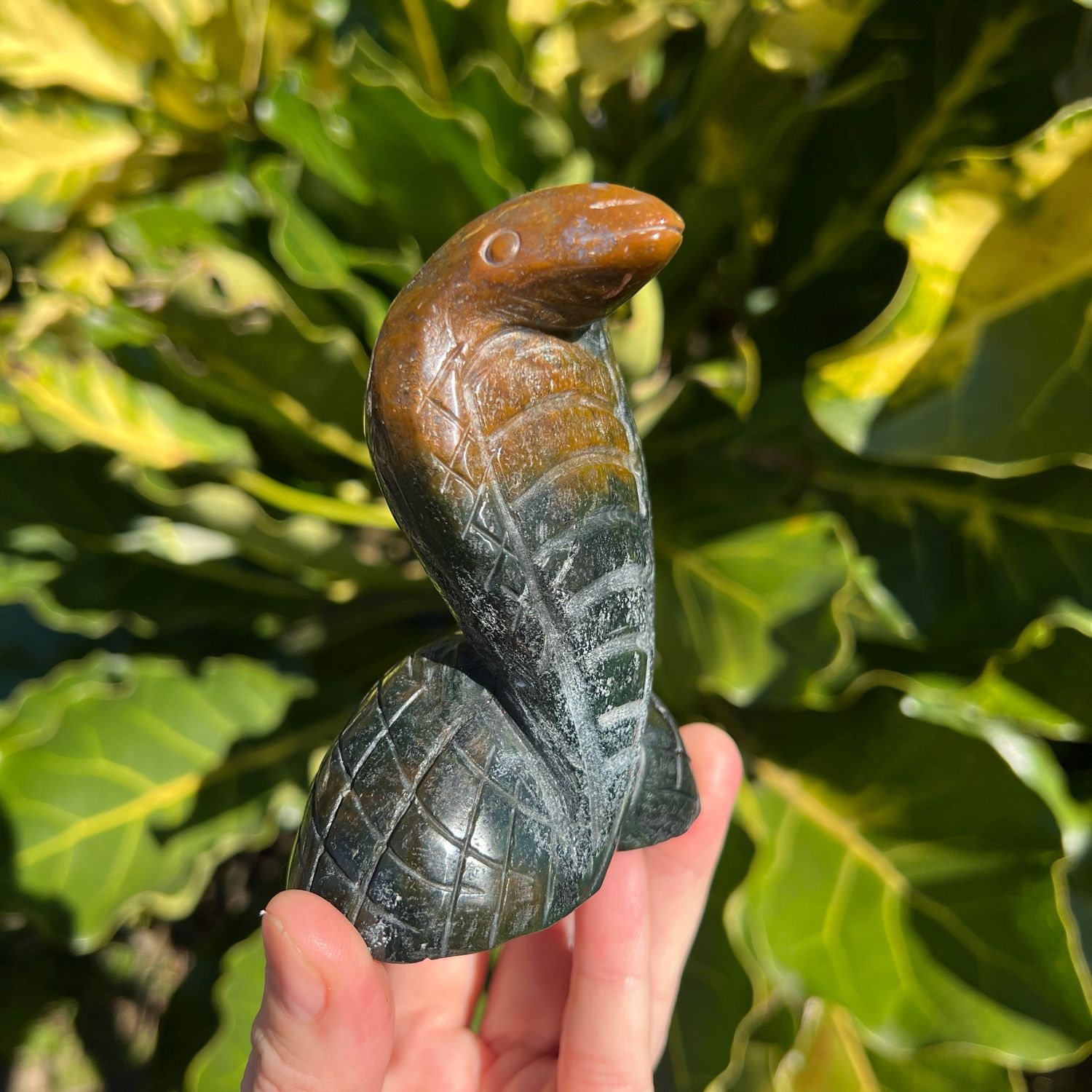 Ocean Jasper Cobra Snake