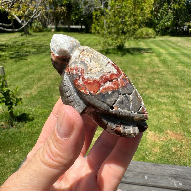 Mexican Crazy Lace Agate Turtle
