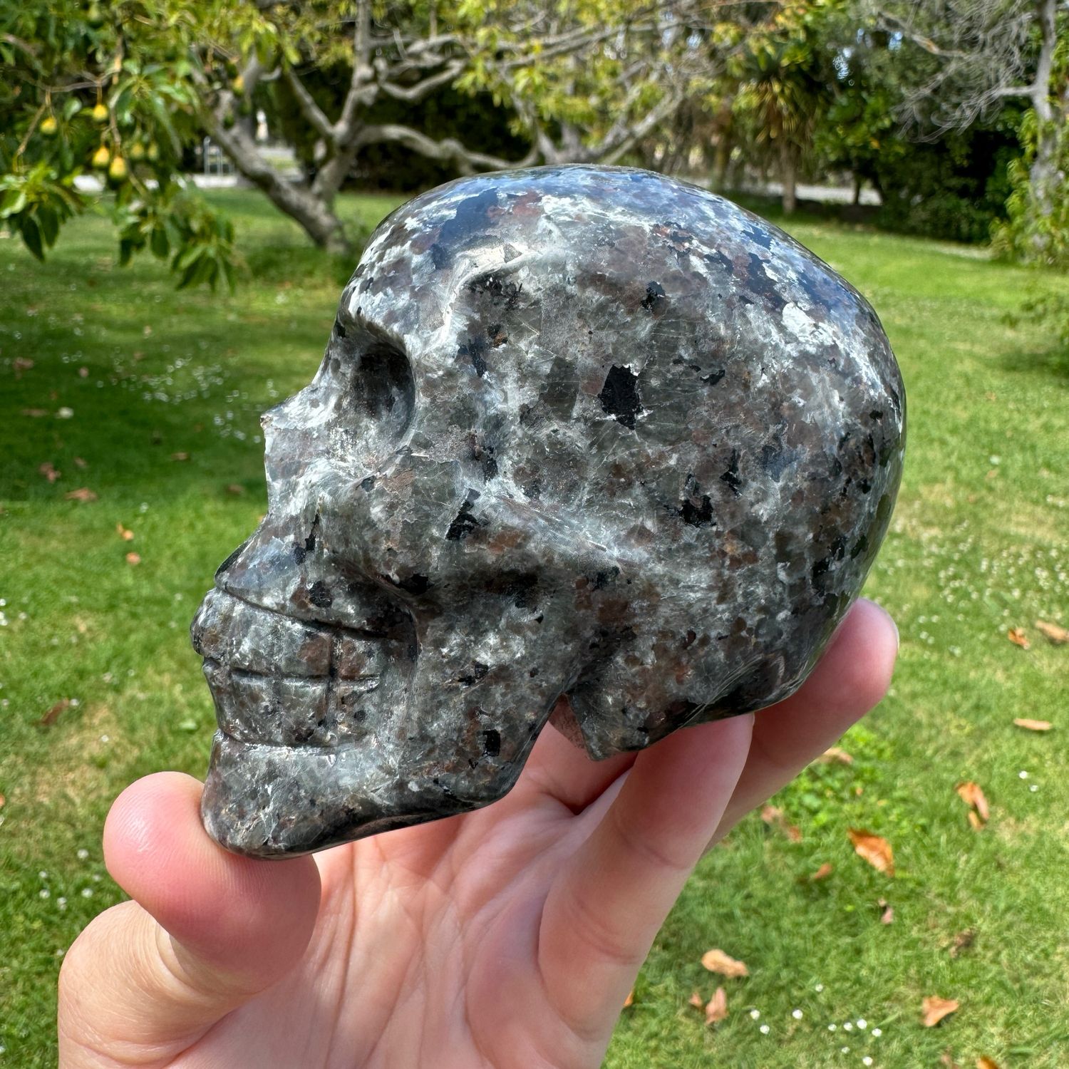 Yooperlite Skull