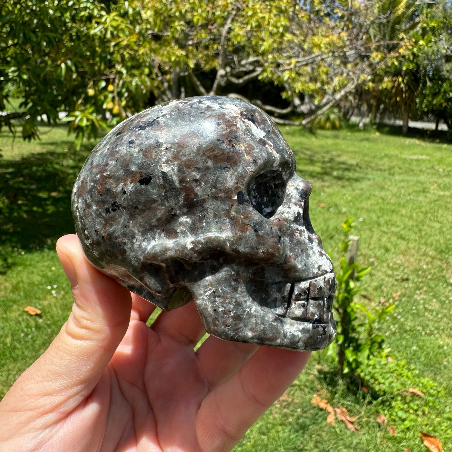 Yooperlite Skull